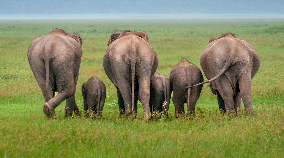 Family of Elephants